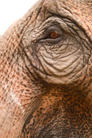 大象野生动物摄影