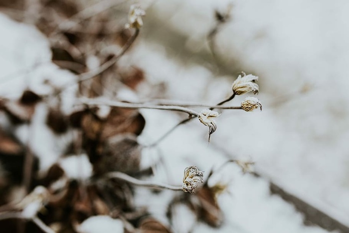 雪树特写