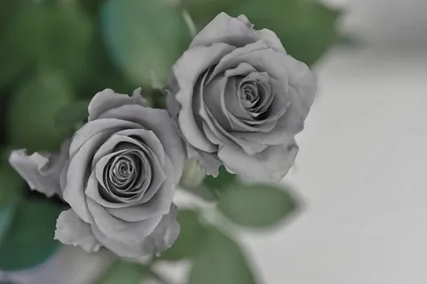 玫瑰,黑白,黑白,绿色,叶子,甜蜜,哀悼 玫瑰,黑白,黑白,绿色,叶子,甜蜜,哀悼
