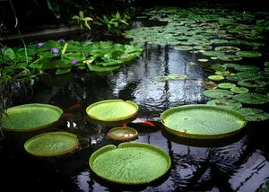 睡莲，湖，水生植物，水，叶子，植物部分，漂浮，漂浮在水上