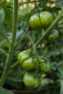 番茄、蔬菜、健康、食品、绿色、花园、未熟、食品和饮料