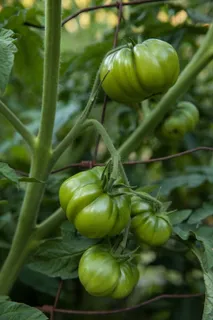 番茄、蔬菜、健康、食品、绿色、花园、未熟、食品和饮料 番茄、蔬菜、健康、食品、绿色、花园、未熟、食品和饮料