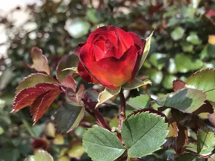 自然,叶子,花,植物,开花植物,新鲜,自然之美,生长 自然,叶子,花,植物,开花植物,新鲜,自然之美,生长
