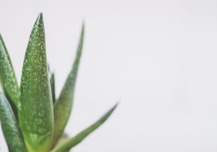 绿蛇植物特写照片