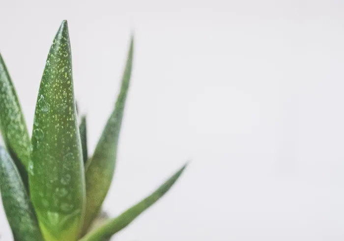 绿蛇植物特写照片
