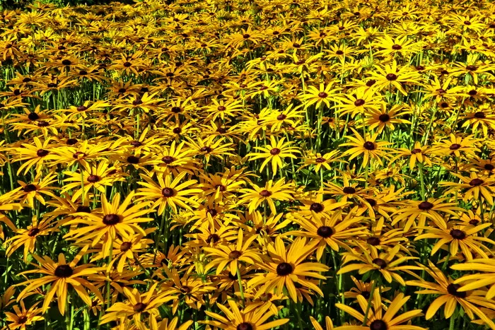 圆锥形花，黄色圆锥形花，花，植物，花海，夏天，自然之美，生长