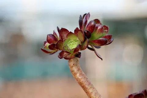 肉质植物,肉质在这,仙人掌,花园,花,植物,花园,盆栽植物 肉质植物,肉质在这,仙人掌,花园,花,植物,花园,盆栽植物