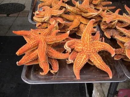 普通海星,红星,虎钳星,福西普拉塔,动物,生物,海星,海星 普通海星,红星,虎钳星,福西普拉塔,动物,生物,海星,海星