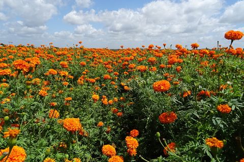 花朵、万寿菊、橙色、黄色、genda、詹杜波尔、gondephool、万寿菊 花朵、万寿菊、橙色、黄色、genda、詹杜波尔、gondephool、万寿菊