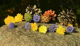 花，球果，成分，花，开花植物，新鲜度，植物，脆弱性