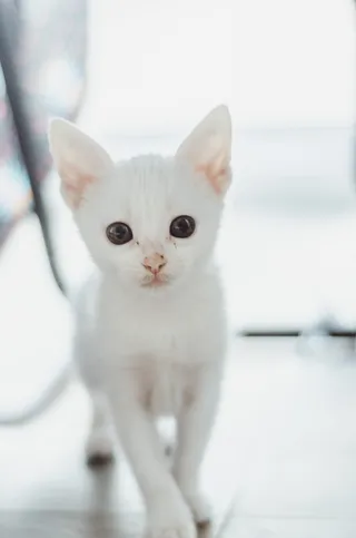 可爱, 猫, 白色, 宝宝, 摄影, 尼康, 50mm, 背景虚化