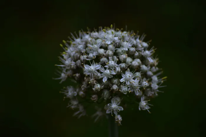 白韭花开花的选择性聚焦摄影