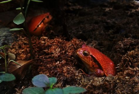 青蛙，红青蛙，雨林，雨林青蛙，青蛙，红和黑青蛙，动物主题，动物