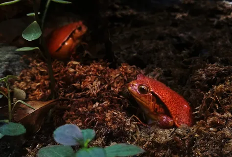 青蛙，红青蛙，雨林，雨林青蛙，青蛙，红和黑青蛙，动物主题，动物