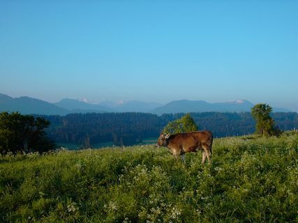 Oy Mittelberg，早起的鸟儿嘴里有金，清晨，棕色的瑞士，山脉全景，动物主题，自然，草