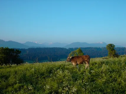 Oy Mittelberg，早起的鸟儿嘴里有金，清晨，棕色的瑞士，山脉全景，动物主题，自然，草
