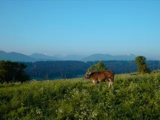 Oy Mittelberg，早起的鸟儿嘴里有金，清晨，棕色的瑞士，山脉全景，动物主题，自然，草