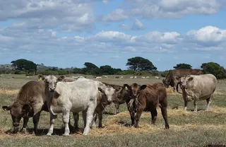 一群默里灰牛在围场里吃草