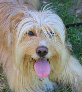 动物，狗，鼻子，可爱，伴侣，一只动物，宠物，家养