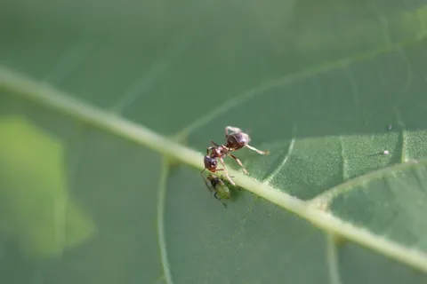 闲聊,聊天,蚂蚁,昆虫,对话,昆虫,叶子,动物主题 闲聊,聊天,蚂蚁,昆虫,对话,昆虫,叶子,动物主题