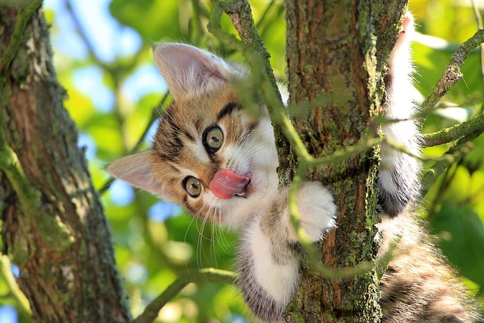 特写摄影，棕色，白色，斑猫，小猫，猫，舌头，树
