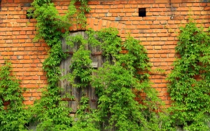 绿色、常春藤、砖墙建筑、封闭、门、杜西亚湖、爬行植物、建筑