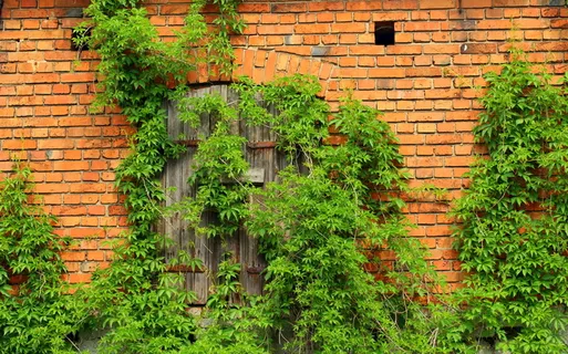 绿色、常春藤、砖墙建筑、封闭、门、杜西亚湖、爬行植物、建筑 绿色、常春藤、砖墙建筑、封闭、门、杜西亚湖、爬行植物、建筑