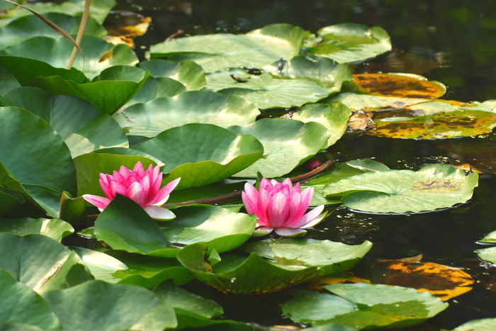 睡莲垫，花，池塘，水，花，自然，绿色，植物