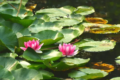 睡莲垫,花,池塘,水,花,自然,绿色,植物 睡莲垫,花,池塘,水,花,自然,绿色,植物