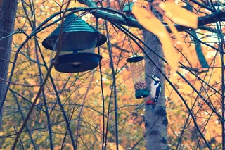 啄木鸟，鸟，自然，秋天，野生动物，树木，森林，红色