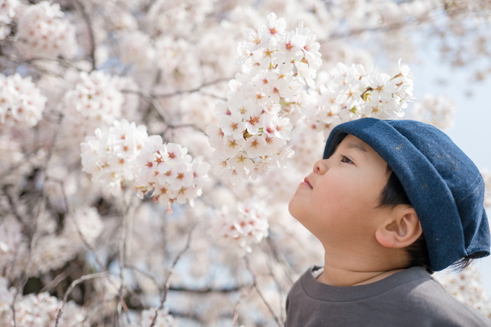 男孩抬头看，人，人，人，花，帽子，植物，樱花