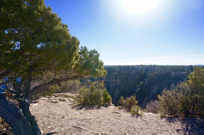 美国，南缘，亚利桑那州，大峡谷国家公园，大峡谷，hdwallpaper，悬崖，墙纸hd，树木