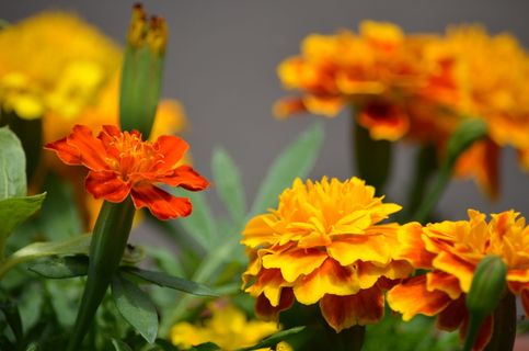 金盏花、花朵、一年生植物、橙色、花园、花朵、新鲜、花朵 金盏花、花朵、一年生植物、橙色、花园、花朵、新鲜、花朵