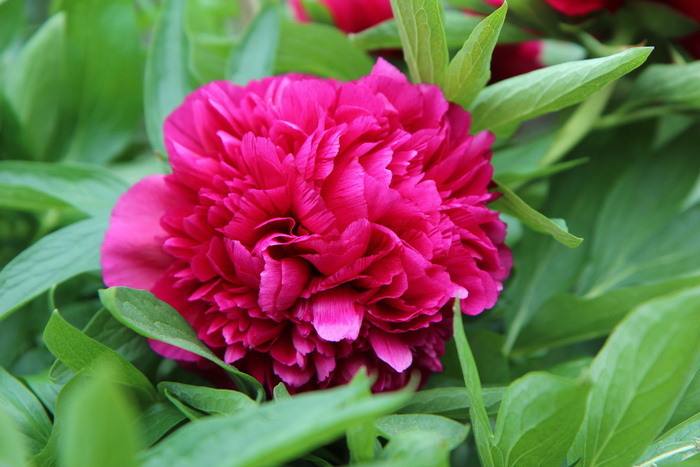 牡丹, 牡丹红, 春天开花, 红花, 红花, 开花植物, 花, 新鲜