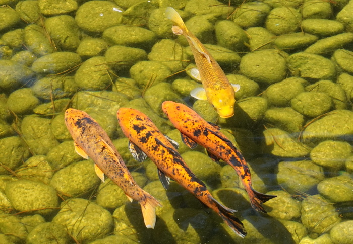 锦鲤，鲤鱼，池塘，水，锦鲤，鱼，游泳，水面