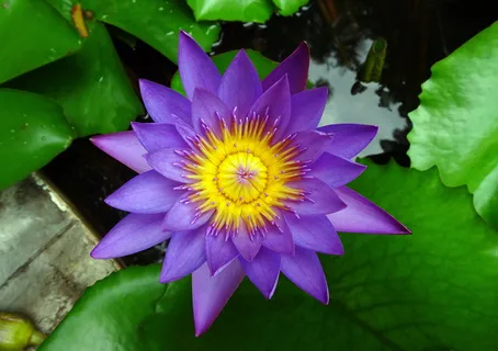 百合,花朵,睡莲,热带,白昼花,睡莲,胎生,蓝睡莲 百合,花朵,睡莲,热带,白昼花,睡莲,胎生,蓝睡莲