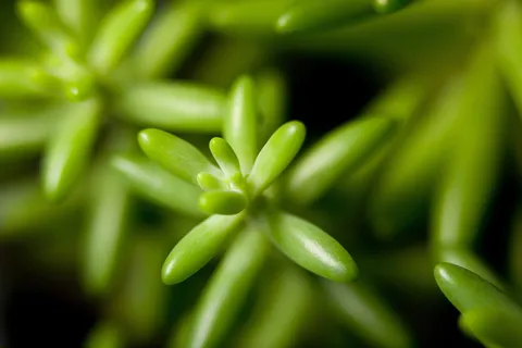 花,植物,盆栽植物,肉质植物,叶子,词缀,makro,肉质植物 花,植物,盆栽植物,肉质植物,叶子,词缀,makro,肉质植物
