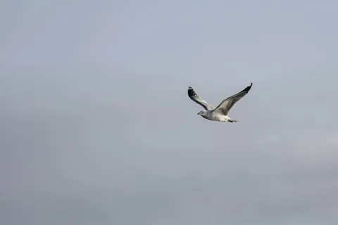 灰色,鸟,飞翔,黑暗,天空,动物,海鸥,自然 灰色,鸟,飞翔,黑暗,天空,动物,海鸥,自然
