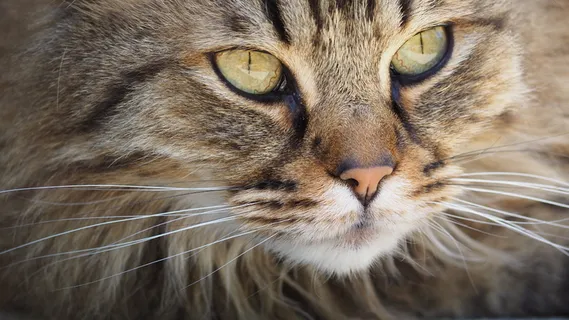 棕色Mainecoon 棕色Mainecoon