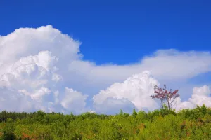 树，天空，田野，草，橡树，宁静，绿色，强壮