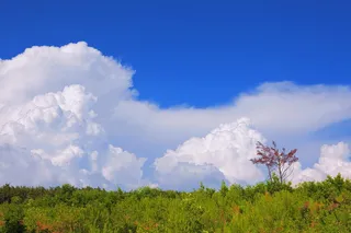 树，天空，田野，草，橡树，宁静，绿色，强壮