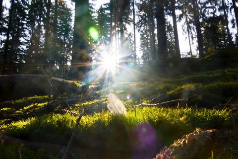 德国, steinwiesen, 天空, 草, 上弗兰肯, 巴伐利亚, 羽毛, 树