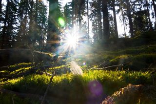 德国, steinwiesen, 天空, 草, 上弗兰肯, 巴伐利亚, 羽毛, 树