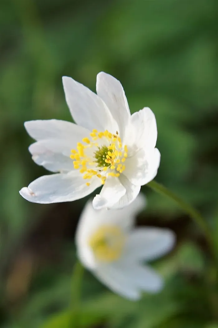 花，自然，植物，叶，开花植物，脆弱，脆弱，美丽