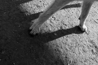 动物，哺乳动物，户外，宠物，自然，猫，史瓦兹，蒂尔舒茨