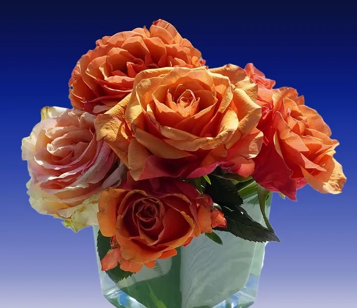 玫瑰，爱，花束，花瓣，开花植物，花，植物，自然之美