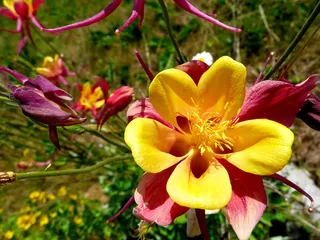 美丽、阿凯莱、科伦拜恩、阿奎利加、黄色、红色、花朵、自然