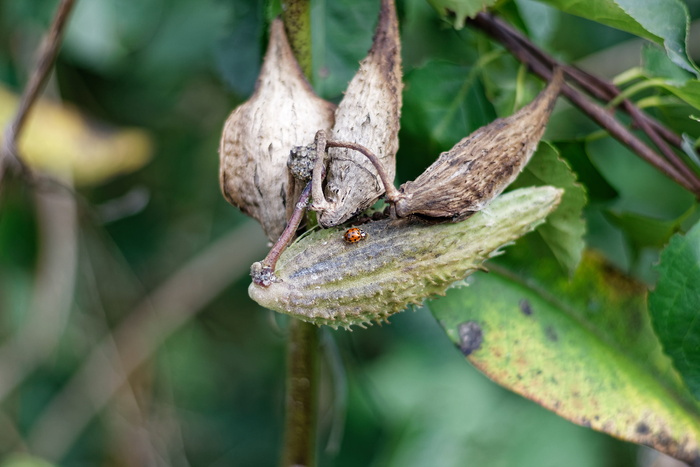 马利筋、豆荚、植物、种子、野生动物、野生动物、动物主题、特写