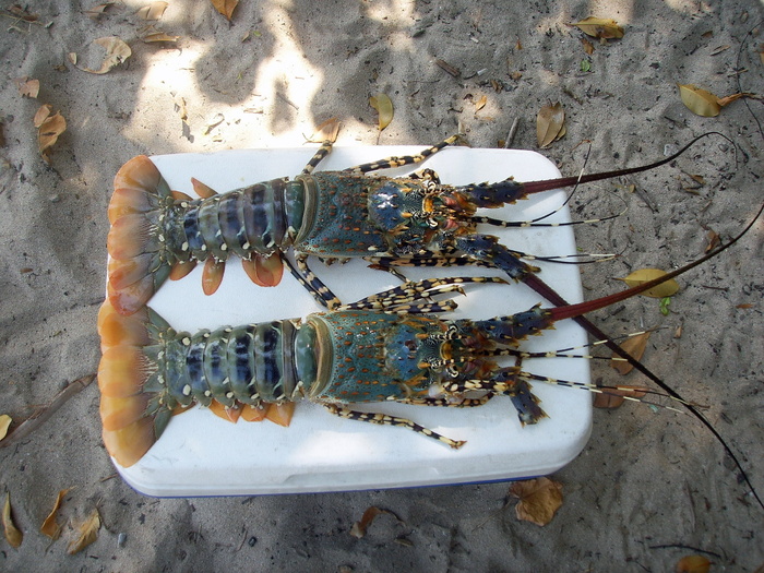 小龙虾，甲壳类动物，海洋，美味，食物，地中海美食，动物，高角度观看