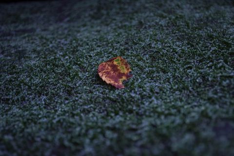 秋叶，莫斯，户外，春天，成功，天空，生命，水树